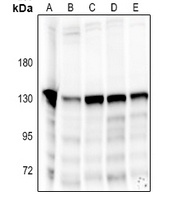 NOLC1 antibody