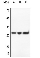 Anti-IL-32 Antibody
