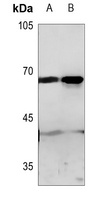 GPR50 antibody