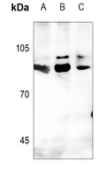 GTF3C3 antibody