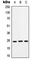 RAB33A antibody