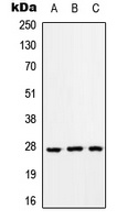 Anti-RAB33A Antibody