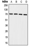 Anti-IL-27RA Antibody