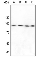 FXR2 antibody