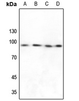 Anti-FXR2 Antibody