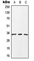 SCAMP1 antibody