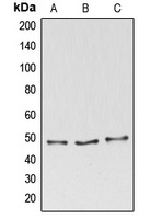 BAG4 antibody