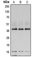 Anti-POLR1C Antibody