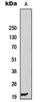 TP53I11 antibody