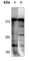 Anti-NCOR1 Antibody