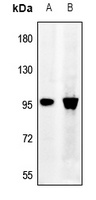 SNCAIP antibody