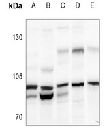 Anti-N4BP1 Antibody