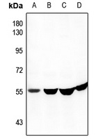 CEP57 antibody