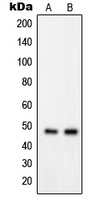 GPRIN2 antibody