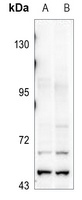 RAPGEF5 antibody
