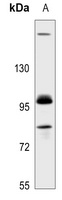 Anti-GAB2 Antibody