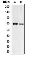 Anti-Praja2 Antibody