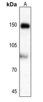 AS160 (phospho-T642) antibody