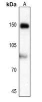 Anti-AS160 (Phospho-T642) Antibody