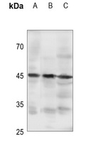 Anti-GPR105 Antibody