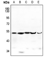 EXOG antibody