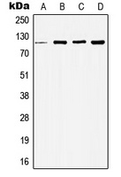 HDAC5 antibody
