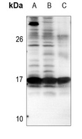 BCL2L11 antibody