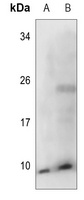 COX17 antibody