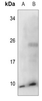Anti-COX17 Antibody
