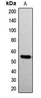 Anti-G3BP1 (Phospho-S232) Antibody