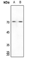 Anti-G3BP1 Antibody