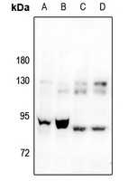 RASA4 antibody