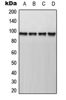 Anti-AKAP8 Antibody
