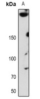 Anti-ABCA7 Antibody