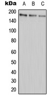 ABCA9 antibody