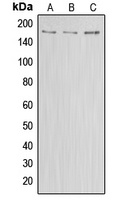 Anti-ABCA8 Antibody