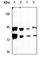 Anti-SCML2 Antibody