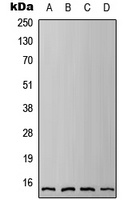 Anti-IFITM3 Antibody