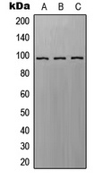 Anti-EPAC1 Antibody