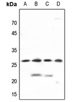 PGRMC2 antibody