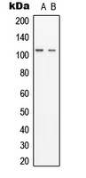 Anti-GCP3 Antibody