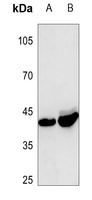 Follistatin antibody