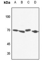 Anti-NXF1 Antibody