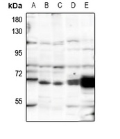Anti-POLR3C Antibody