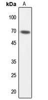 Anti-TAF6L Antibody