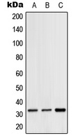 Anti-Hydrophobestin Antibody