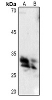 CGREF1 antibody