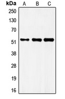 Anti-FRS3 Antibody