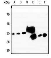 TSPAN9 antibody