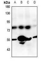GPR83 antibody